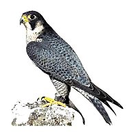 hubert