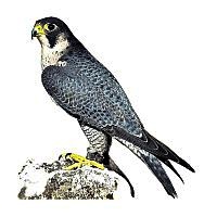 hubert